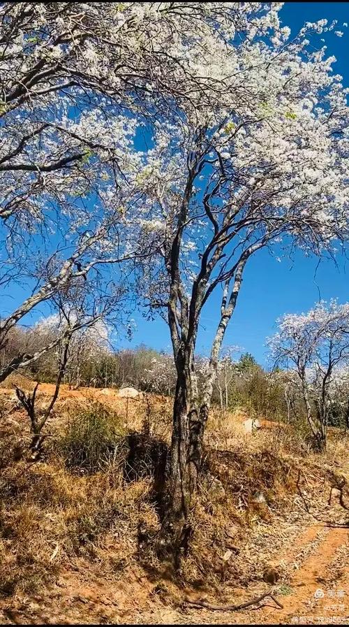 大理鹤庆：乡间田野里的诗意春天