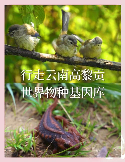 首届高黎贡山国际观鸟节在即，大家一起去观鸟！