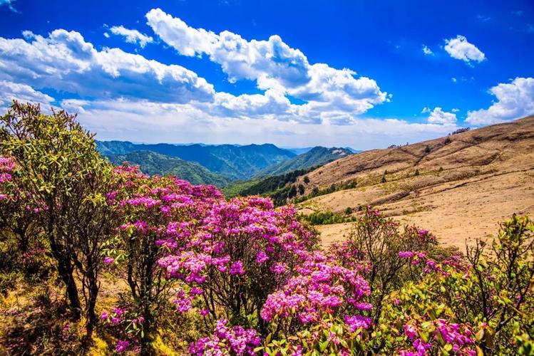 云南楚雄：走进大姚小百草岭，赏多彩梦幻的杜鹃花海