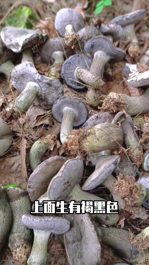 在我们云南,“张飞”“关羽”是美味的野生菌