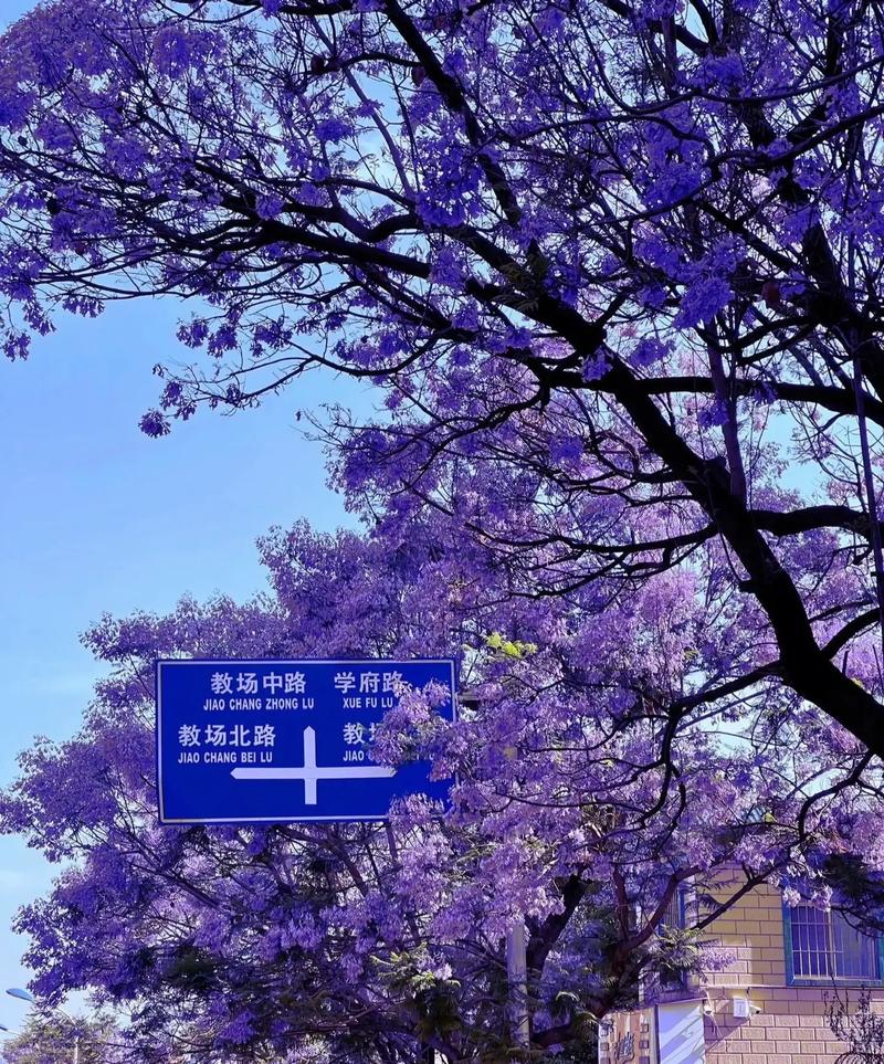 把“流量”变“留量” 昆明“蓝花楹大道”走红