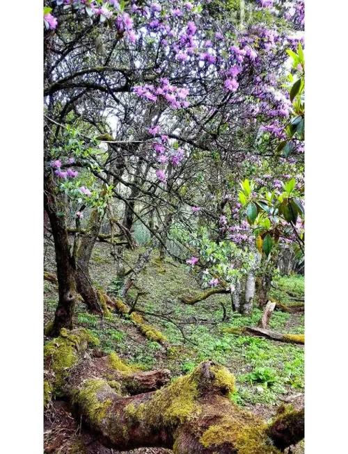 云南鹤庆：马耳山花海行