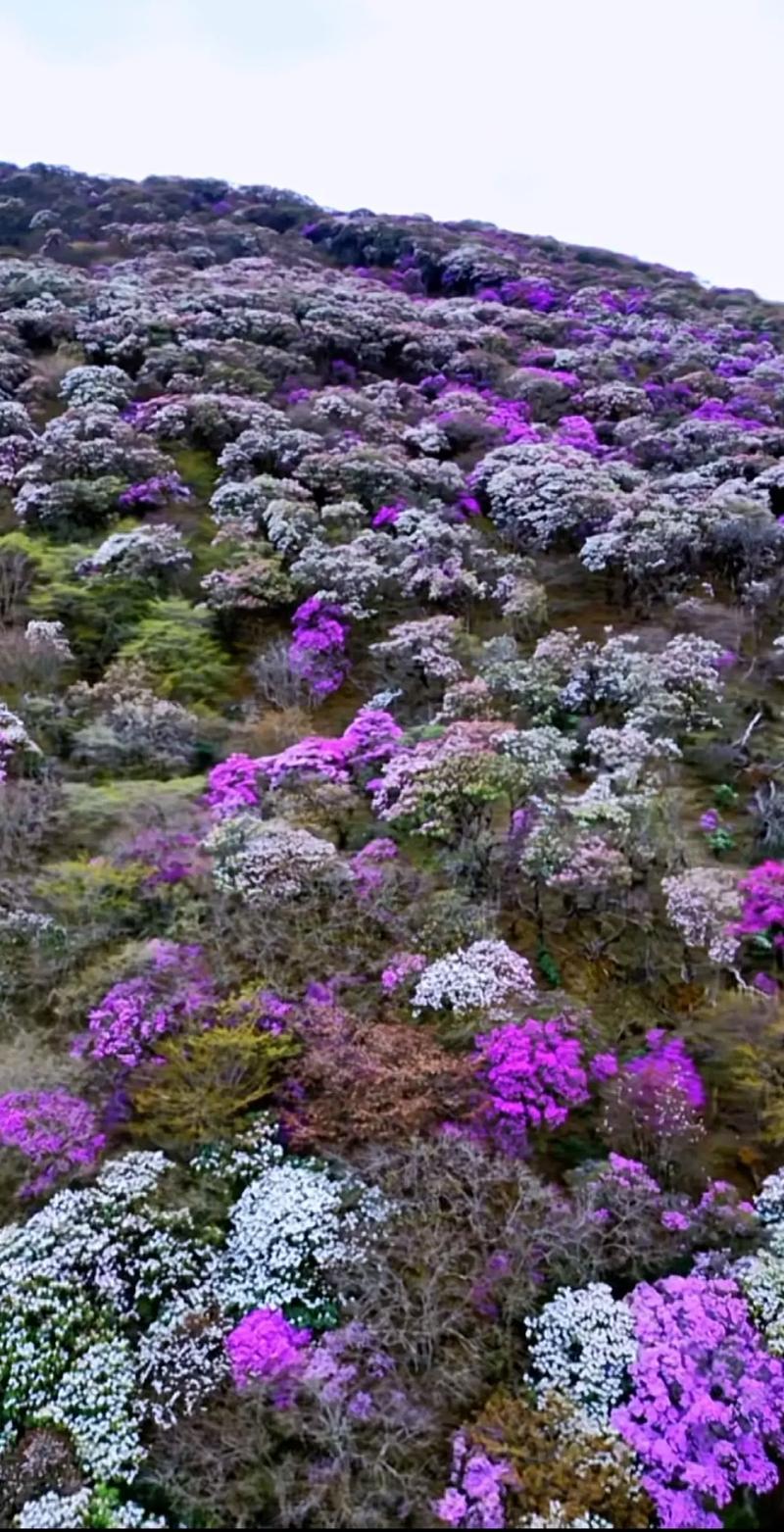云南鹤庆：马耳山花海行