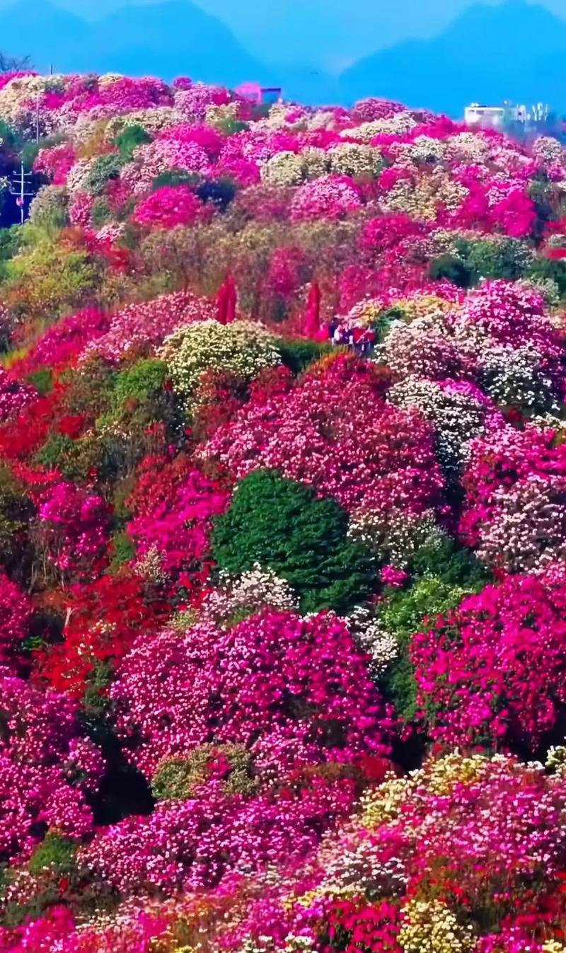 大理鹤庆：芳菲四月，长日欣喜