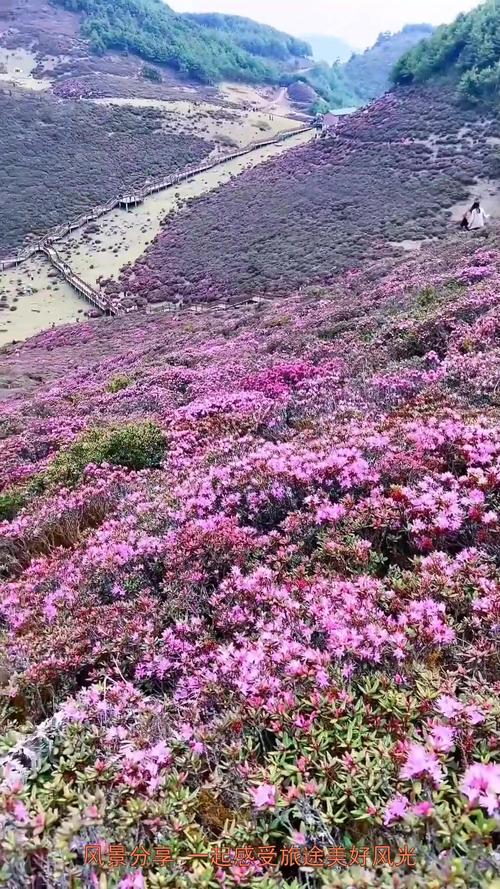 马鹿塘的杜鹃花海