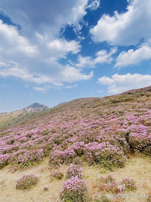 马鹿塘的杜鹃花海