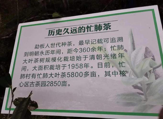 普洱：清心、清肺的避霾之旅