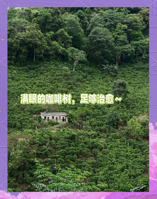 云南普洱的咖啡故事