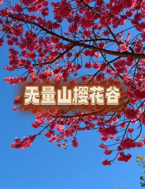 又到无量山樱花谷姹紫嫣红的时候,美的一发不可收拾!