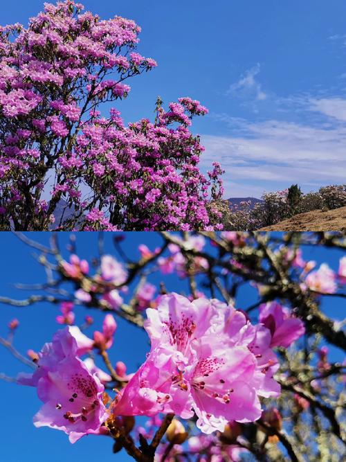 漫山杜鹃，花开几色！这里是昆明轿子山