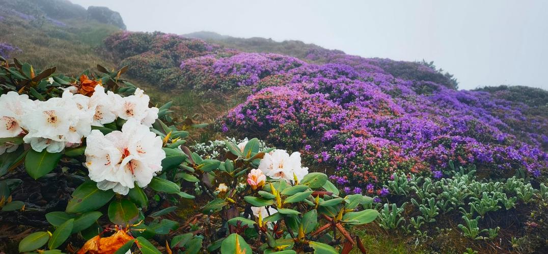 漫山杜鹃，花开几色！这里是昆明轿子山