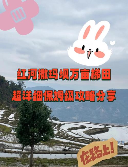 带上她去看撒玛垻梯田樱花开吧