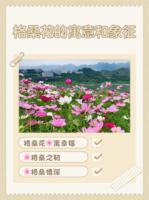 带你重走昆大丽 走进格桑花的世界