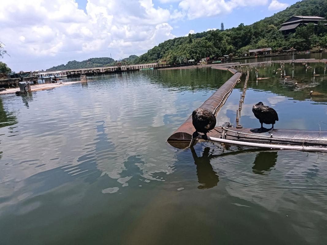 普洱 五湖湿地美如画
