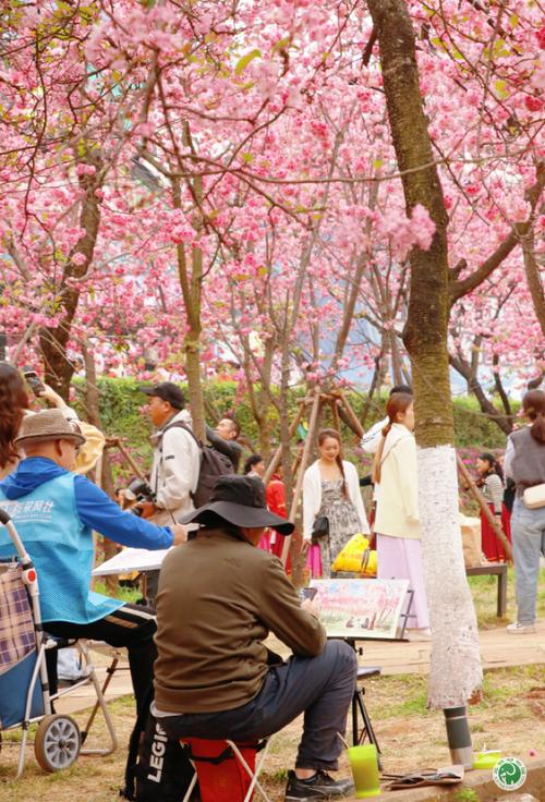 云南昆明：圆通花潮惹人醉