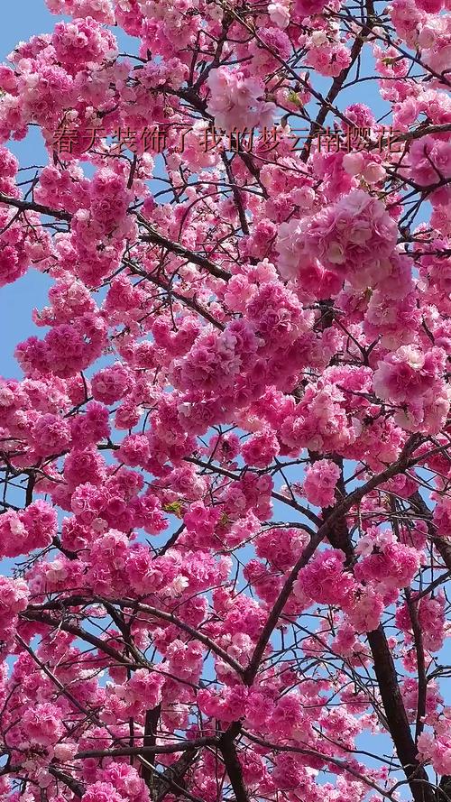 云南的花花世界：樱花绽放春意浓 热度飙升日子火