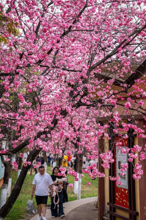 云南的花花世界：樱花绽放春意浓 热度飙升日子火