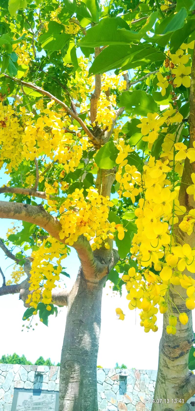 普洱澜沧：金链花盛放，宛如洒下一场黄金雨