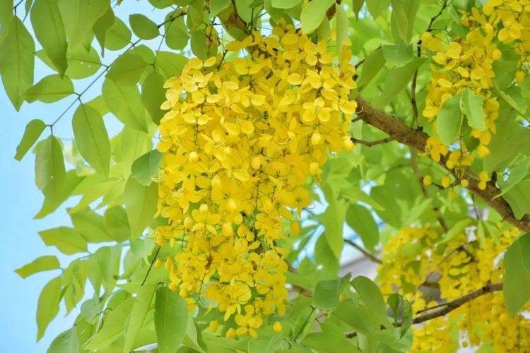 普洱澜沧：金链花盛放，宛如洒下一场黄金雨